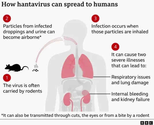 How worried should we be about hantavirus?