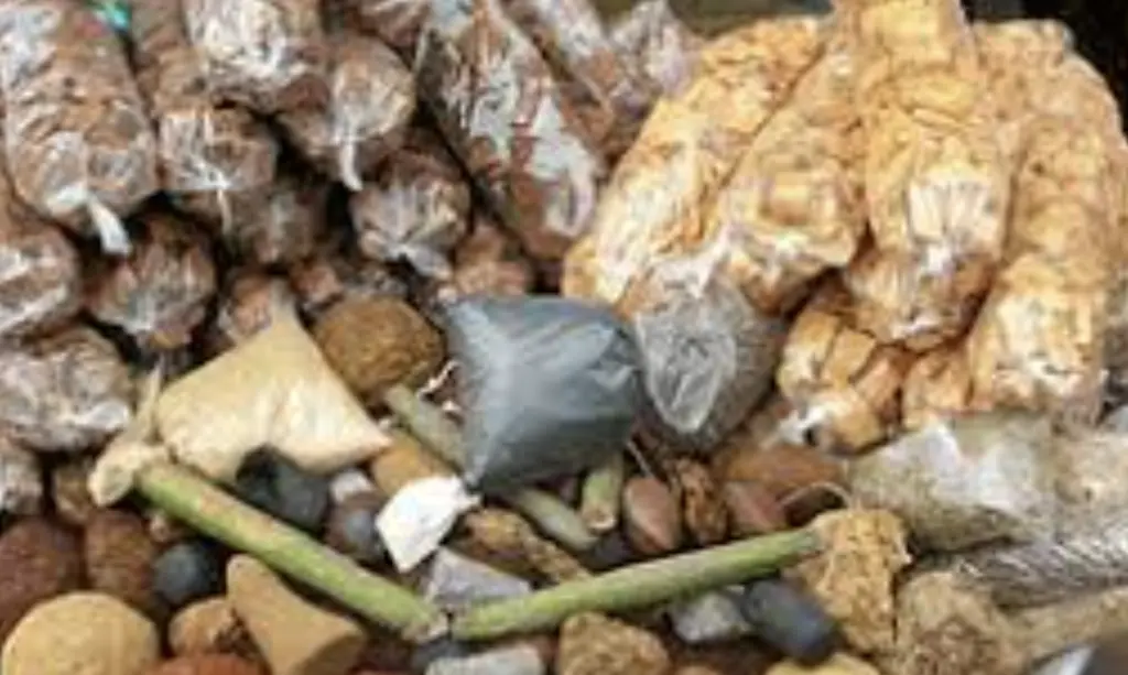 Herbal medicine is not main cause of kidney disease – Expert