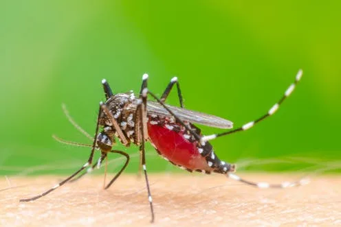 Why do mosquitoes bite some people more than others?