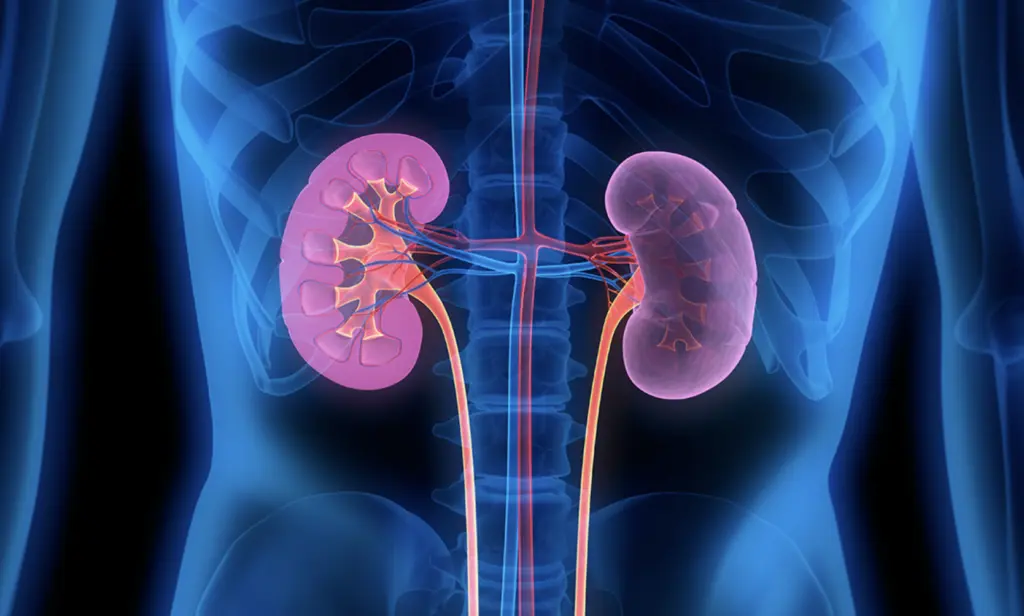 Four million Ghanaians living with silent kidney disease — Experts say