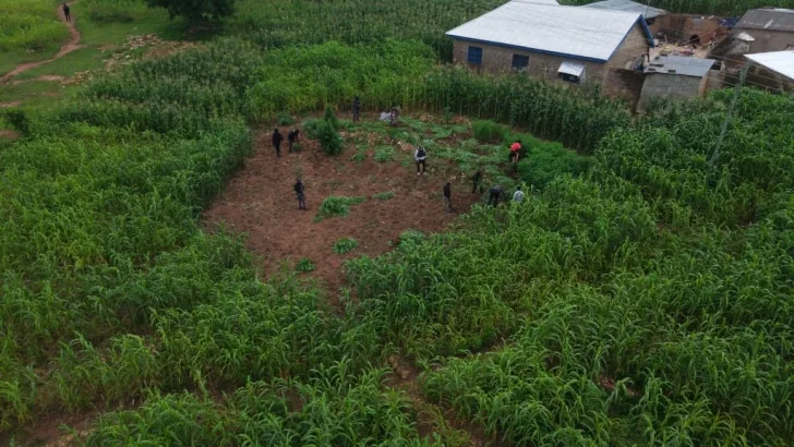 14 arrested for cultivating and distributing ‘wee’ at Daliga