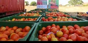 Mahama announces rehabilitation of Pwalugu tomato factory, $5bn boost for agriculture