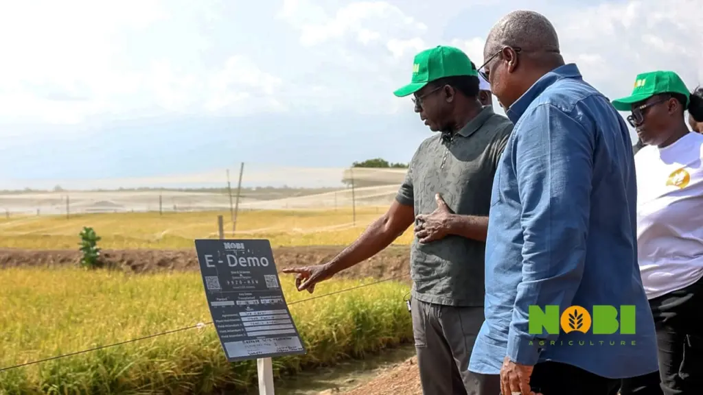 At Nobi Agriculture, scale and systems redefine farming in Ghana