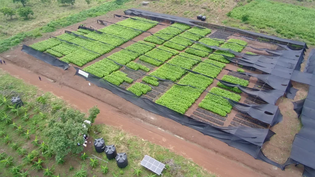 MPs partner with Afarinick to boost Ghana’s cocoa production capacity
