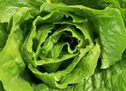 Here are 5 health benefits of lettuce
