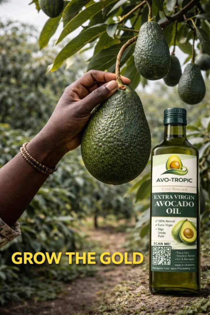 Avocado: Ghana’s next €2bn export win