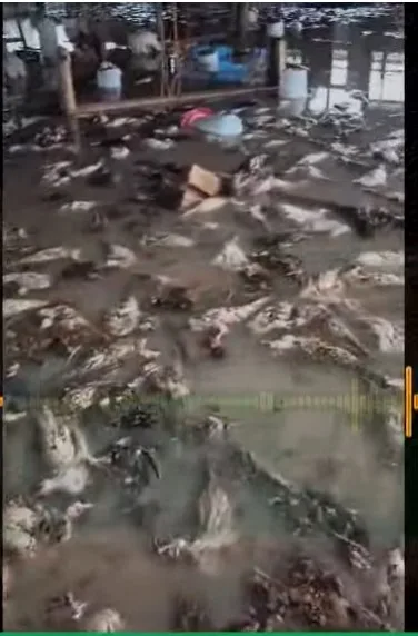 Heartbreak in Dawhenya as floodwaters kill over 1,600 birds on poultry farm [Listen]