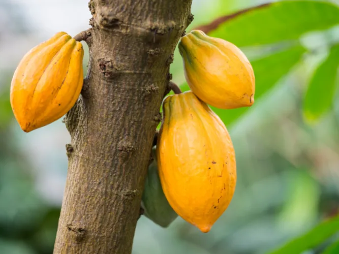 Ghana to start selling $1 billion of cocoa bonds from July