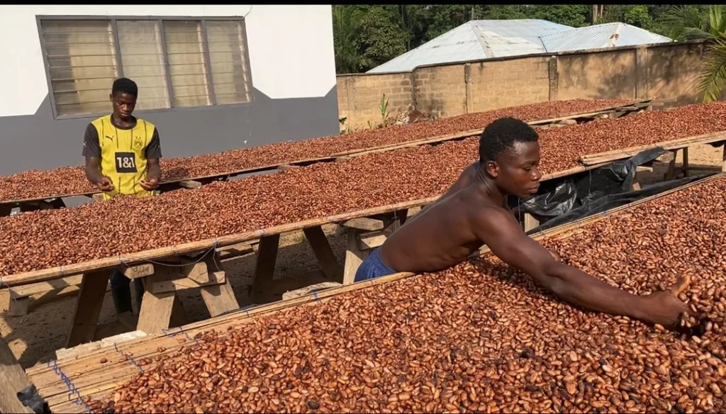 COCOBOD settles GH¢162m outstanding debt owed to non-DDEP Cocoa Bill holders