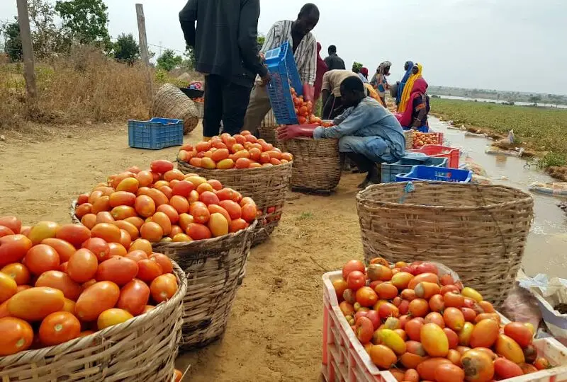 Burkina Faso tomato ban exposes Ghana’s dangerous food dependency
