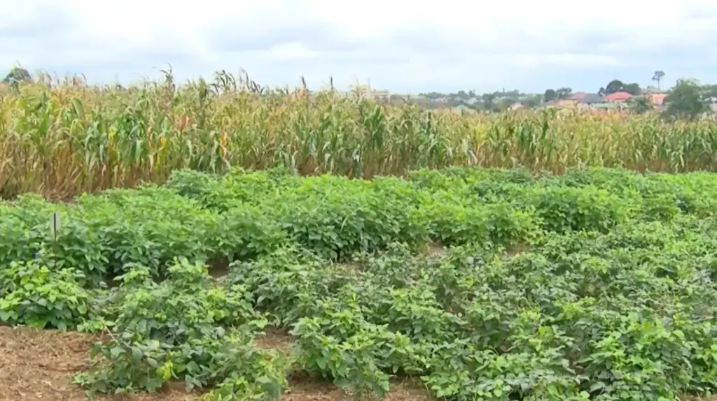 Climate Evidence: Agriculture insurance as lifeline for Ghana’s climate-hit farmers