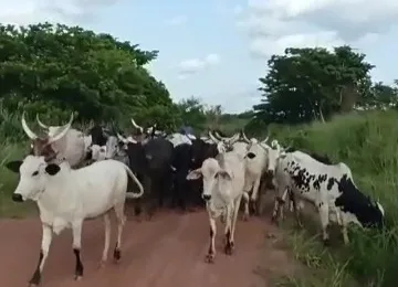 Nsuta court remands 30-year-old suspect in alleged GHC68,000 cattle theft case
