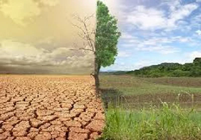 Tantanlawura, TCDA launch 1,000-hectare tree plantation to fight climate change