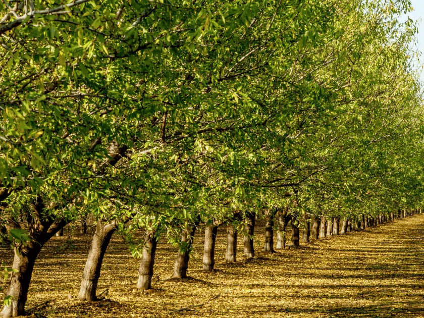 GPSCP II and TCDA partner to boost regulation and investment in tree crops sector