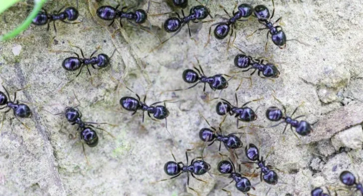 Restaurant owner faces jail for using ants as dessert garnish