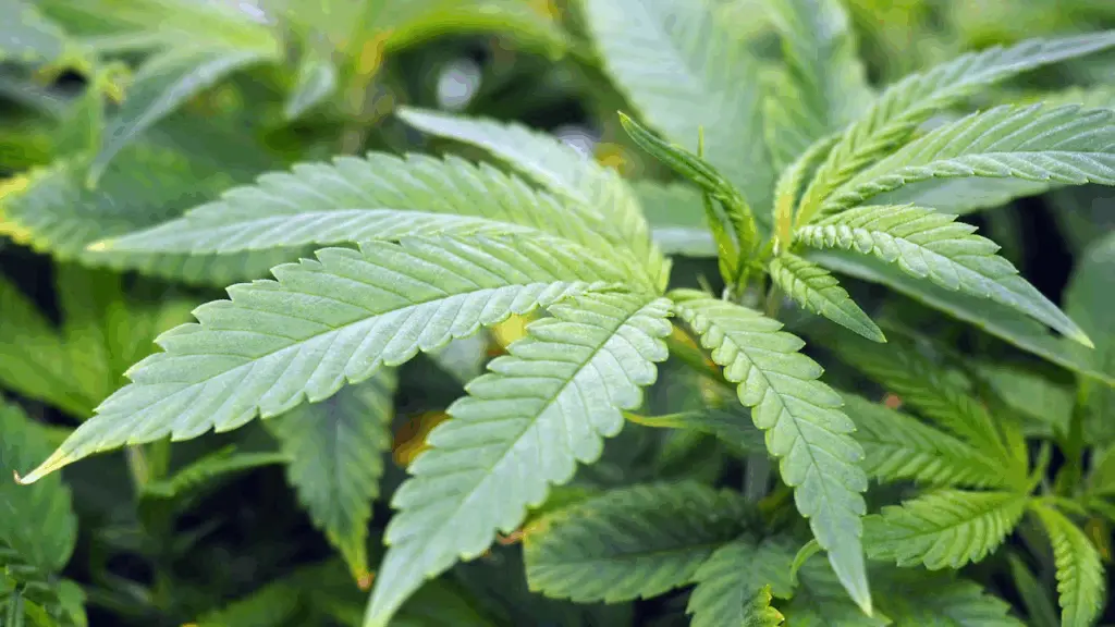 Bono East Police seize 166 parcels of suspected cannabis