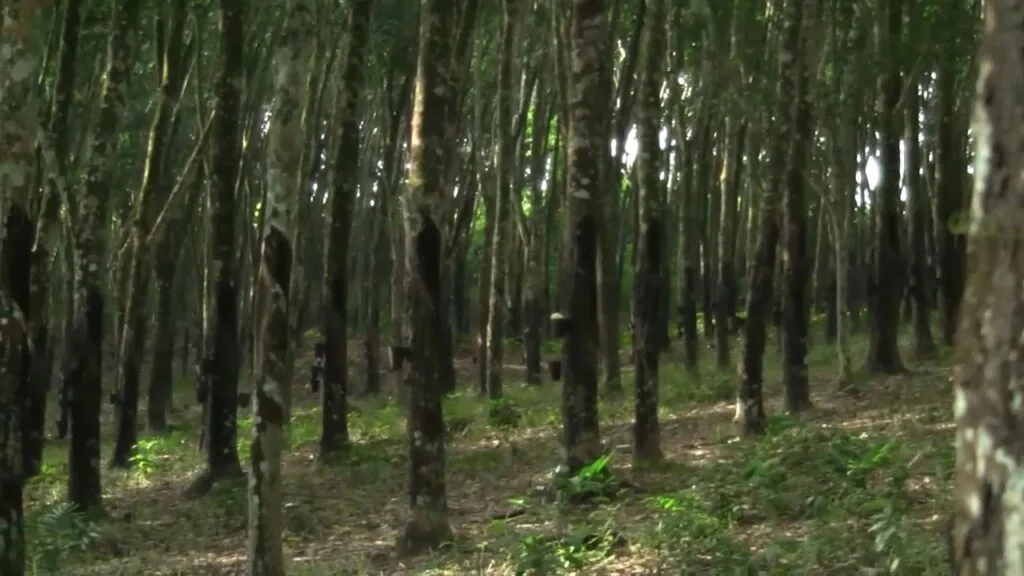 RUPAG rejects claims raw rubber export ban is hurting farmers, defends policy