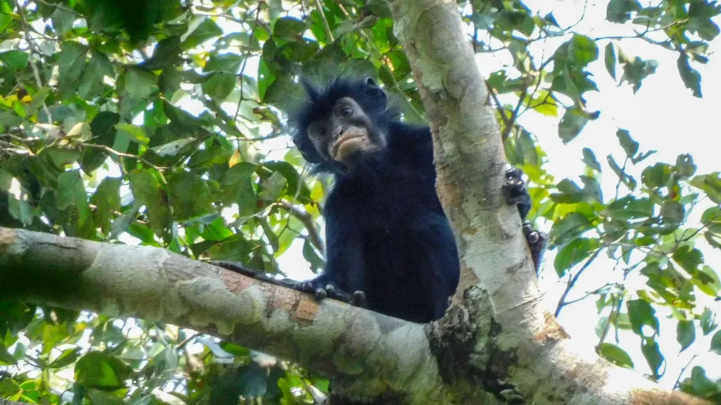 New monkey species with orange lips found ‘hiding’ in DRC forest