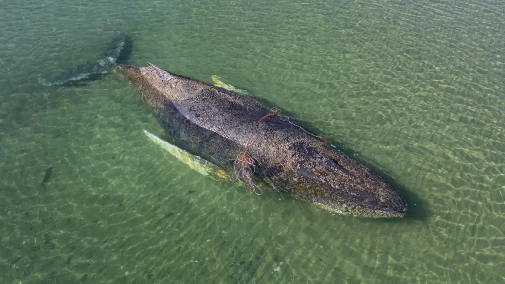 Whale found dead near Danish island after German rescue operation