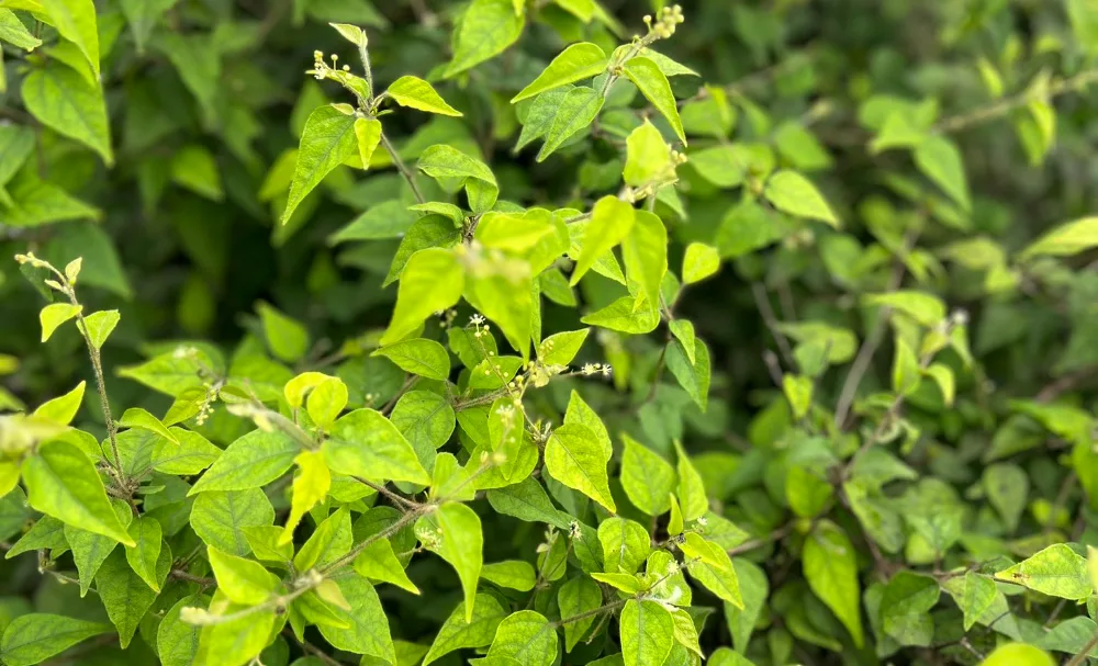 Ghanaian medicinal plant shows potential to starve prostate tumours by blocking blood vessel growth