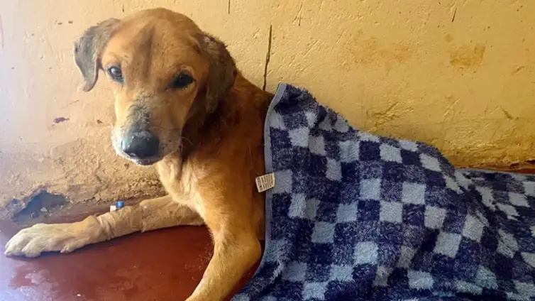 BBC uncovers the Ugandan scammers abusing dogs to elicit donations from animal lovers