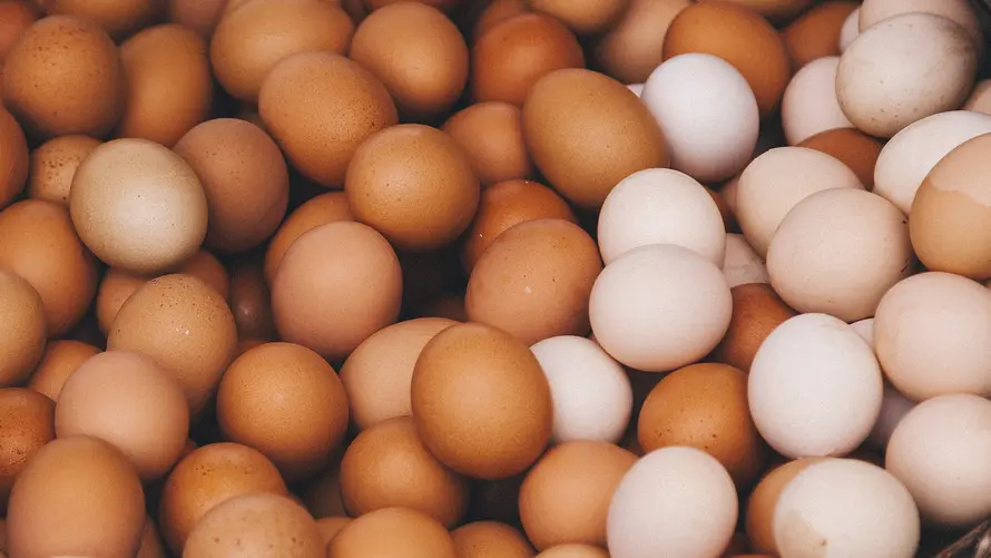 Gov’t explores egg powder production to tackle glut