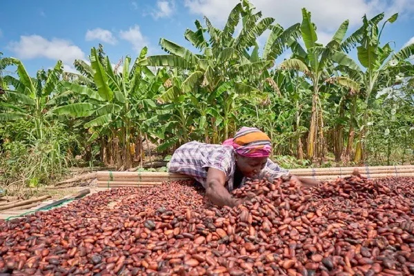 COCOBOD threatens licence loss for LBCs buying cocoa from farmers on credit