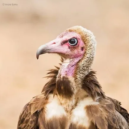 The vulture of silence – Kurom Ayɛ Dinn – Occasional Kwatriot Kwesi Yankah writes