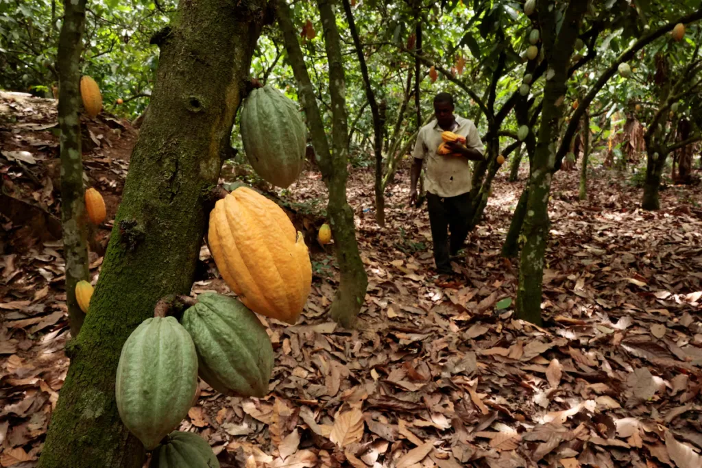 Parliament approves landmark COCOBOD reforms to strengthen cocoa sector