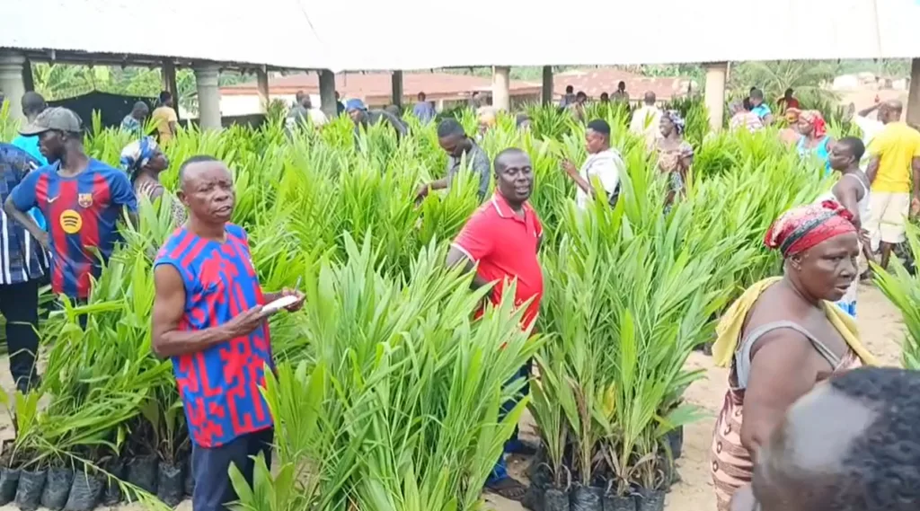 Gov’t secures $500m oil palm financing facility to boost plantations, create jobs