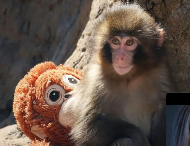Two US nationals arrested over stunt at enclosure of famous monkey Punch