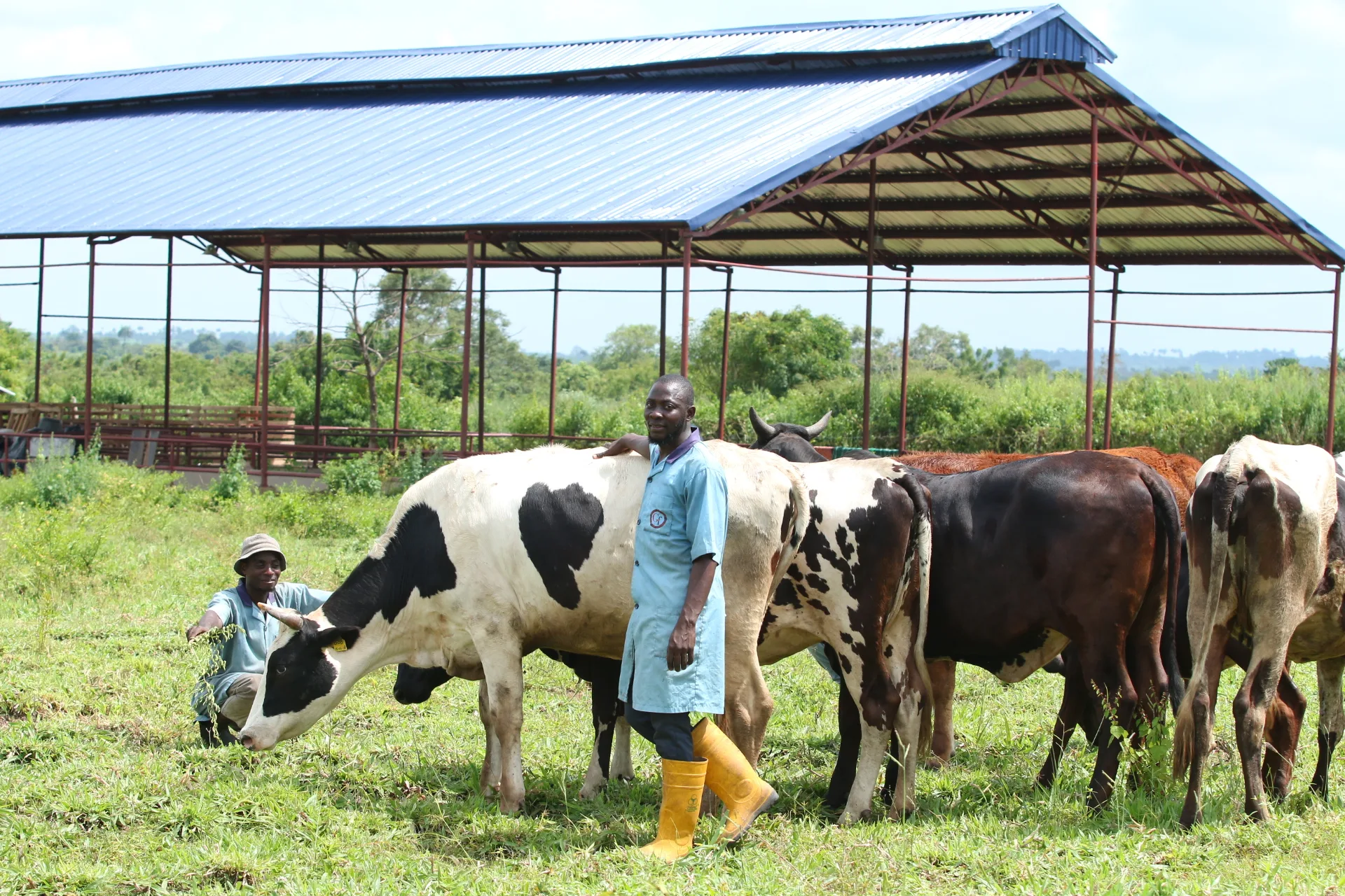 Trump lifts restrictions on 300,000 tonnes of beef imports, opening US market to African exporters