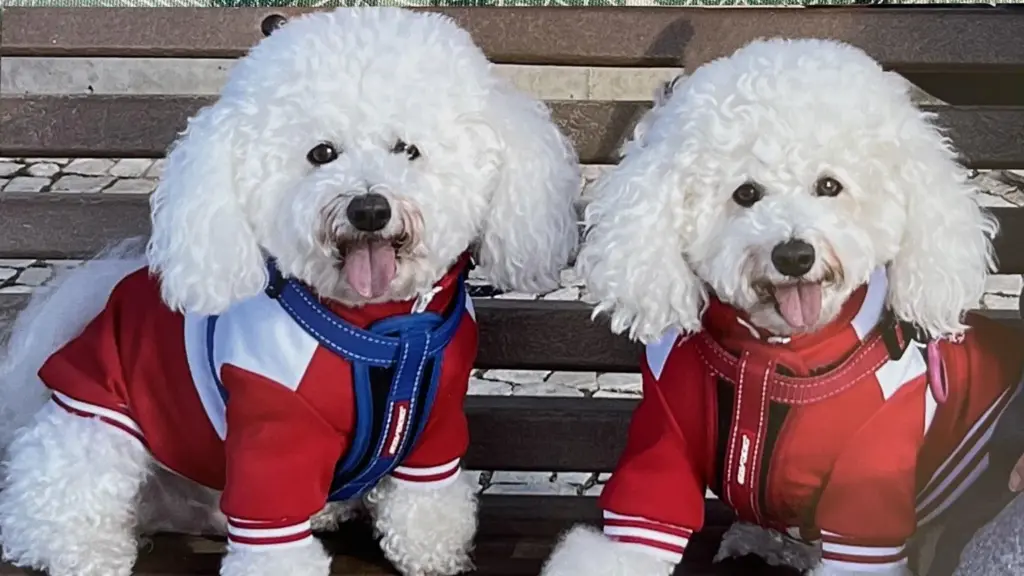 Pet owners hit with steep bills after EU passport rule change