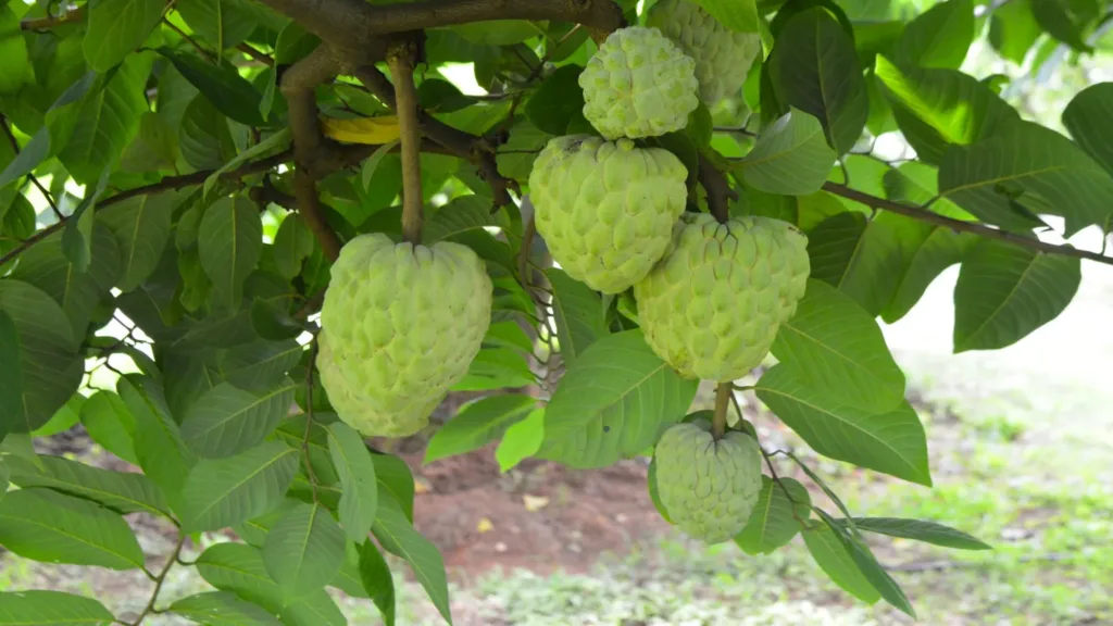The rise of the fruit that tastes like custard