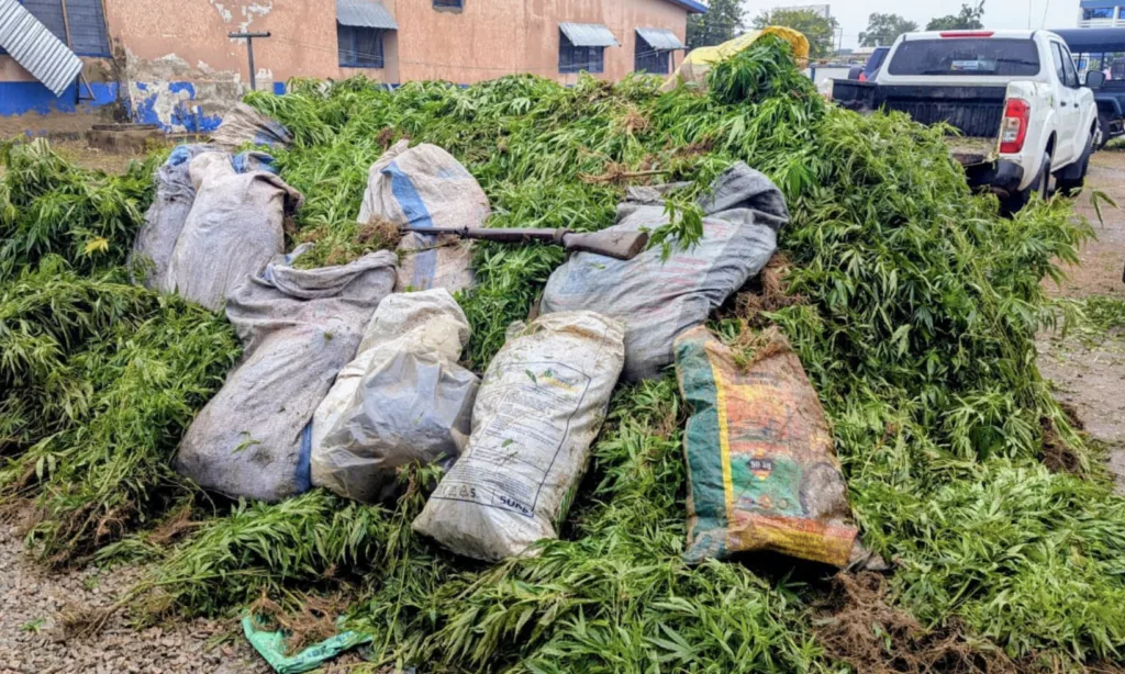 Police arrest 14 suspected narcotic plant farmers at Daliga