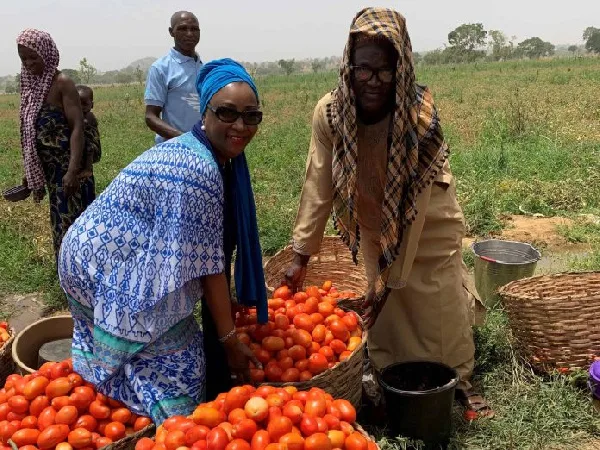 Ghana spends $168m on tomato imports; ginger dependence exceeds 99% — CSIR