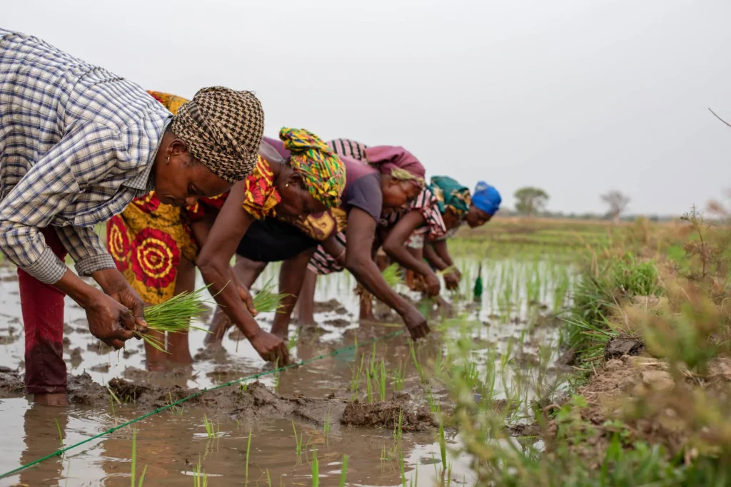 The paradox of plenty: How Ghana’s farmers are being sacrificed on the altar of a cheap import agenda
