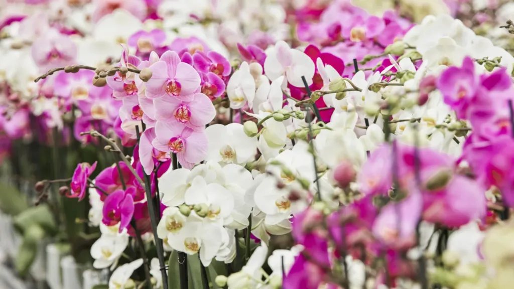 Inside the secretive and lucrative world of orchid breeding