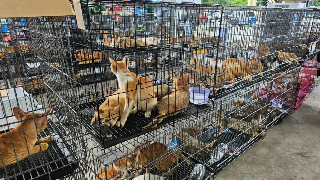 Hundreds of cats stolen for food in Vietnam rescued by police, welfare group says