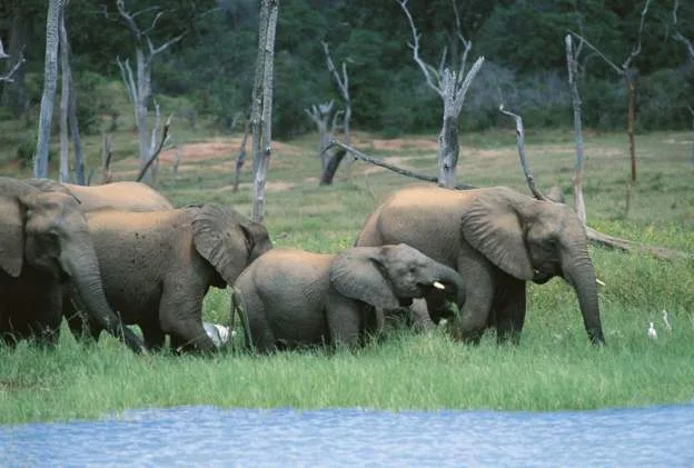 Scientific consensus calls for wildlife protection to be integrated into global climate change policy