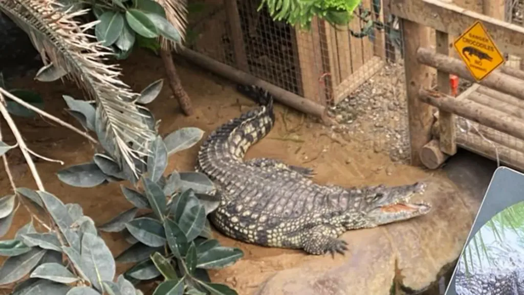 Boy, 3, no longer critical after crocodile attack