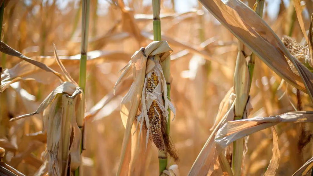 Sixteen starve to death in Uganda as drought kills crops