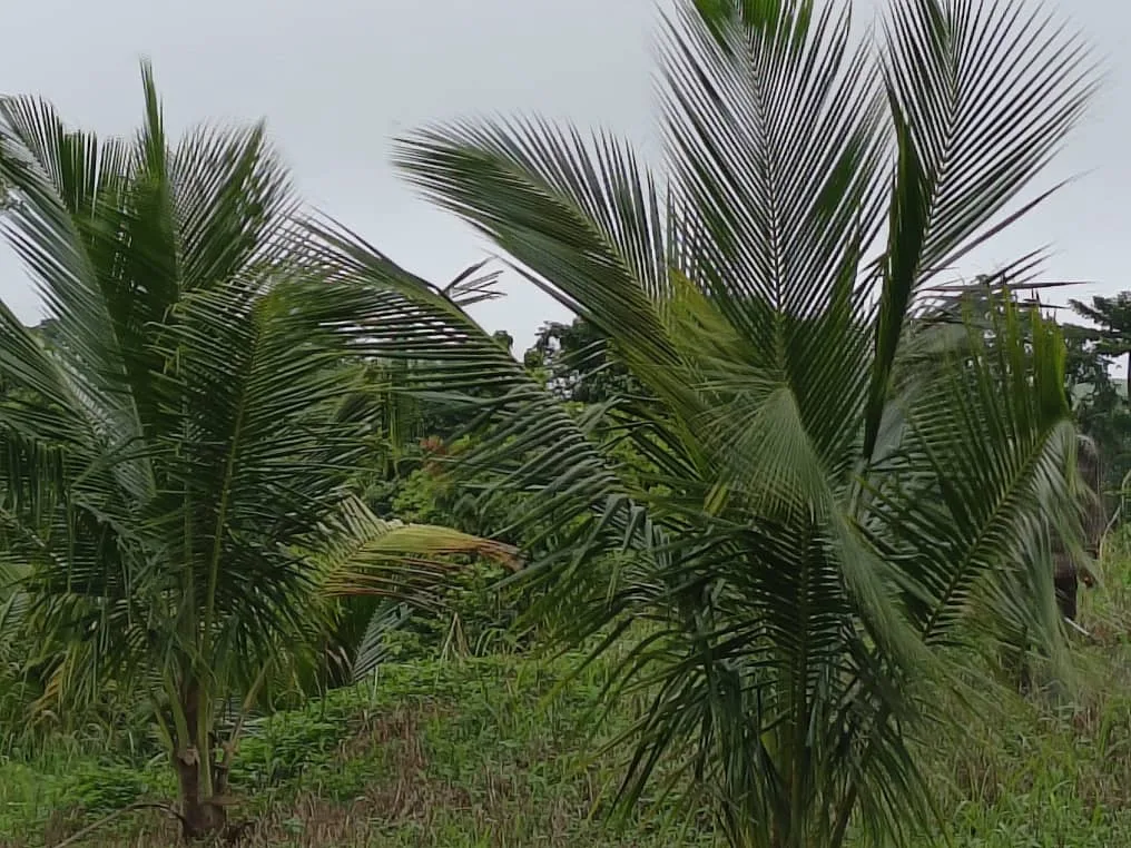 Coconut Farmers Association urges government to establish coconut seedling banks in the Volta Region