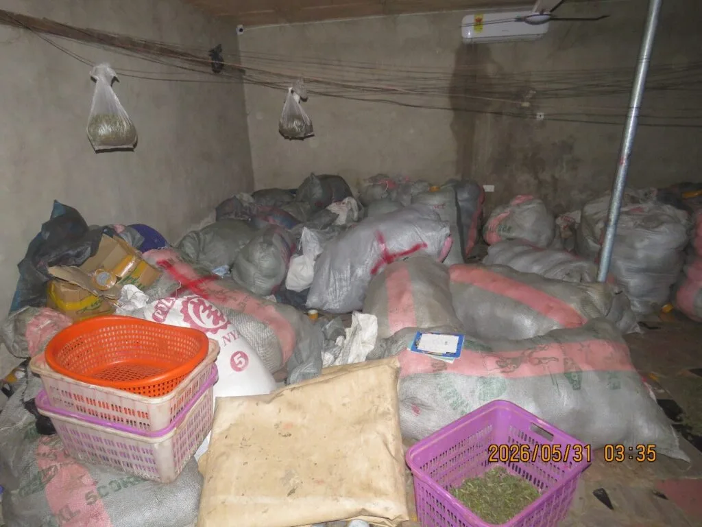 NACOC seizes 2.3 tonnes of suspected cannabis valued at GH¢1.18 million in Hohoe operation