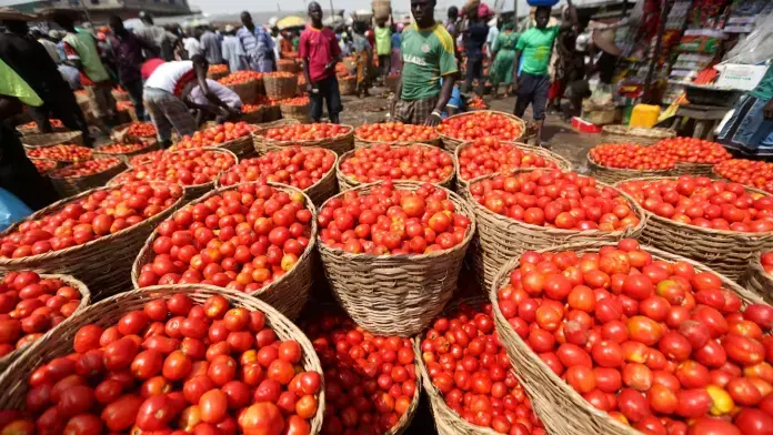 Agribusiness Chamber unveils 12-month plan to end Ghana’s tomato import dependence