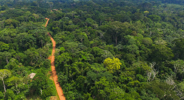 Africa’s forest foods under threat as traditional knowledge fades