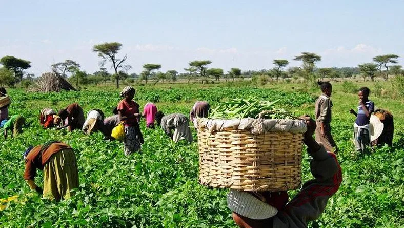 Ghana launches AgriConnect Compact to strengthen food security, create jobs, mobilise investment