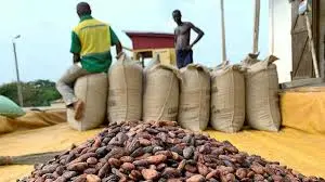Cocoa buyers divert funds to purchase smuggled beans, COCOBOD says