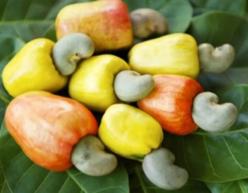 Ghana must prioritise local cashew processing to unlock jobs, boost export earnings – ACPG
