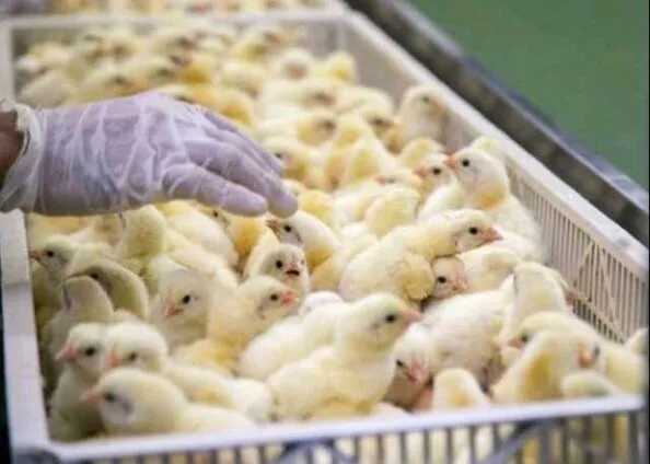 Nkoko Nkitinkiti alone cannot transform poultry sector without fixing feed challenges — Farmers